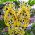 Chinelo Havaianas Top Disney adulto unissex