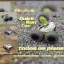 Carrinho de Controle Remoto Quick Run Car 4X4 (CINZA)